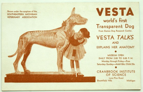 Vesta, the transparent dog
