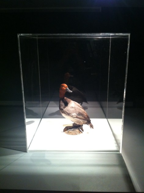 On loan to the exhibition from Cranbrook Institute of Science, this stuffed duck finds many of his friends in a 1960s film that details the attractions of the early Institute.  Shoshana Resnikoff/Cranbrook Center for Collections and Research