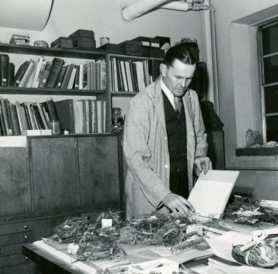Bird Nest Studies, 1951