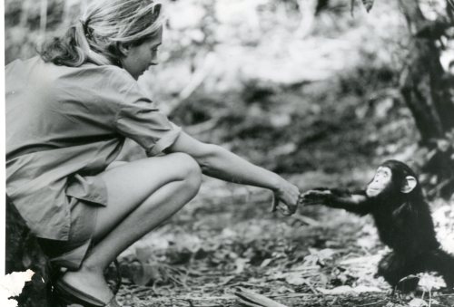 Photo courtesy National Geographic Society, photographer Hugo van Lawick.