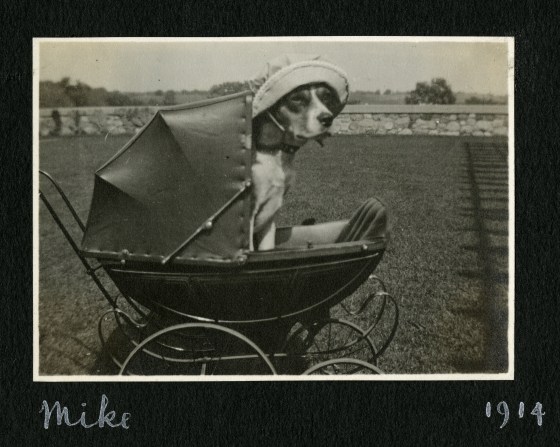 Mike the beagle, being pushed in a doll stroller... wearing a canvas hat!