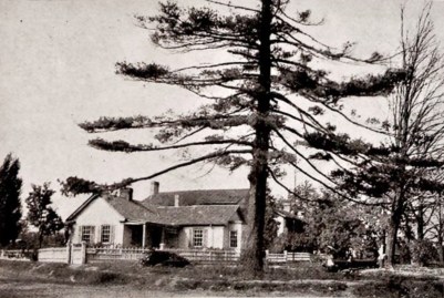 Lone Pine Gift Shop with Tree